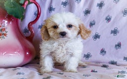 Cavalier King Charles Spaniel dogs for sale: Flurry - Image 3