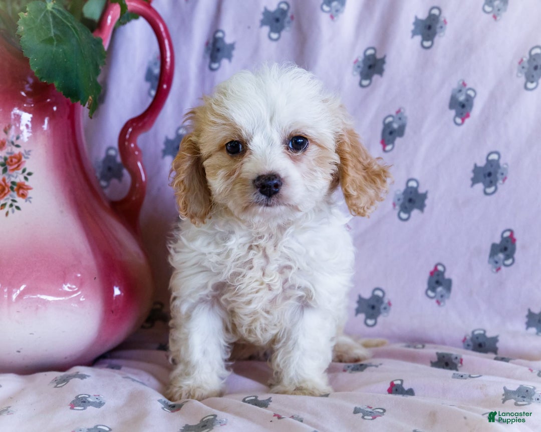 Cavalier King Charles Spaniel dogs for sale: Flurry - Image 3