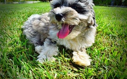 Havapoo dogs for sale: Elvis - Image 10