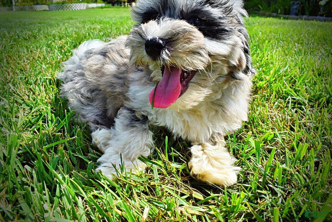 Havapoo dogs for sale: Elvis - Image 10