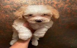 Mini Bernedoodle dogs for sale: Peaches N Cream - Image 7