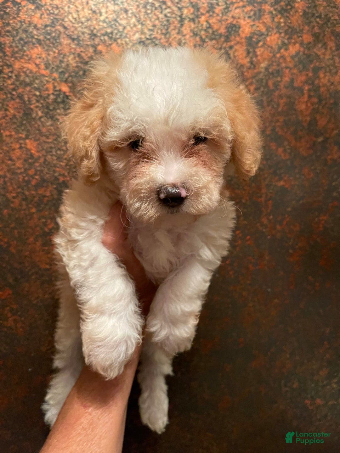 Mini Bernedoodle dogs for sale: Peaches N Cream - Image 7