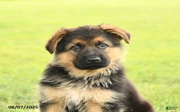 German Shepherd dogs for sale: Dynamo - Image 2