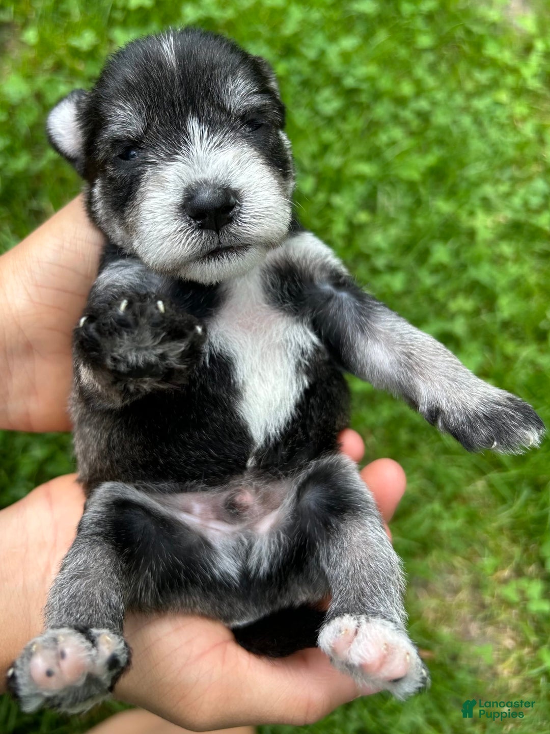 Miniature Schnauzer dogs for sale: Bernie - Image 2
