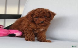 Toy Poodle dogs for sale: Elena - Image 4