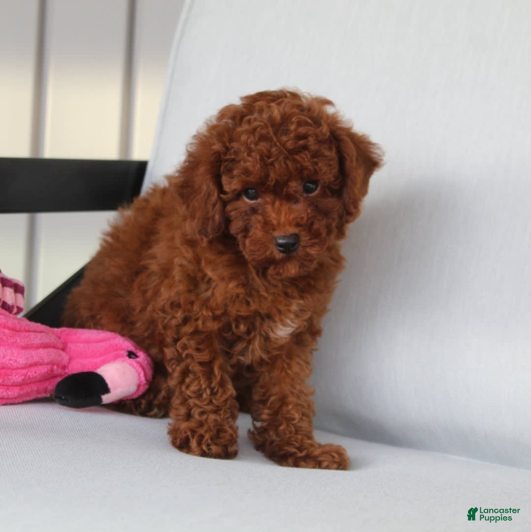 Toy Poodle dogs for sale: Elena - Image 4