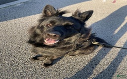 German Shepherd dogs for stud: SIMBA - Image 1