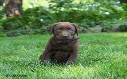 Labrador Retriever dogs for sale: Mona - Image 2