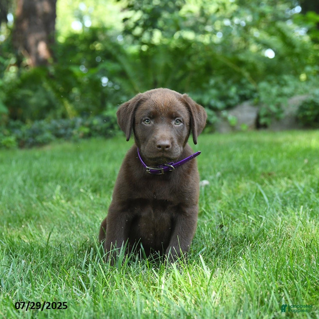 Labrador Retriever dogs for sale: Mona - Image 2