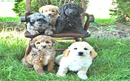 Mini Goldendoodle dogs for sale: Marco - Image 9