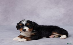 Mini Bernedoodle dogs for sale: Aden - Image 2