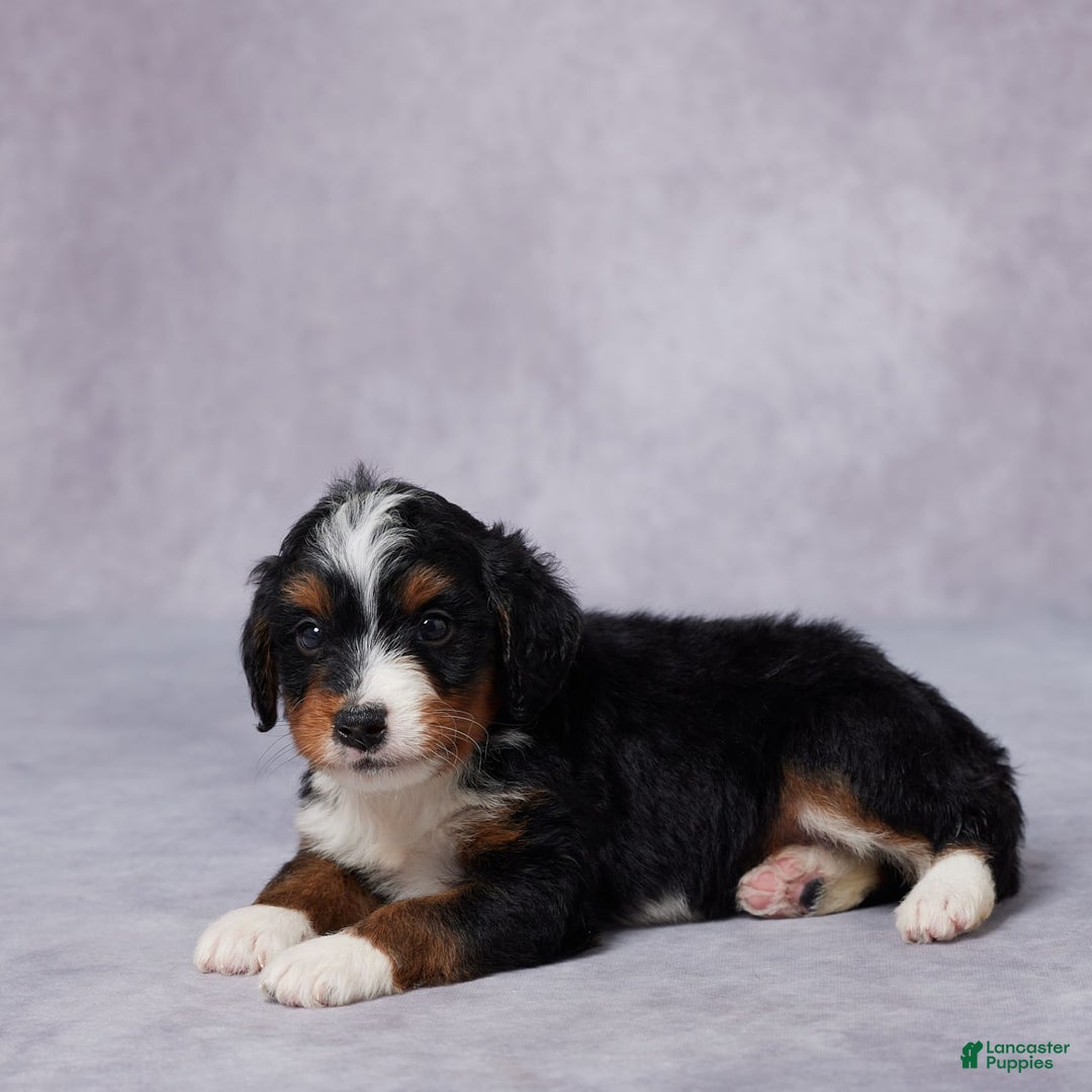 Mini Bernedoodle dogs for sale: Aden - Image 2