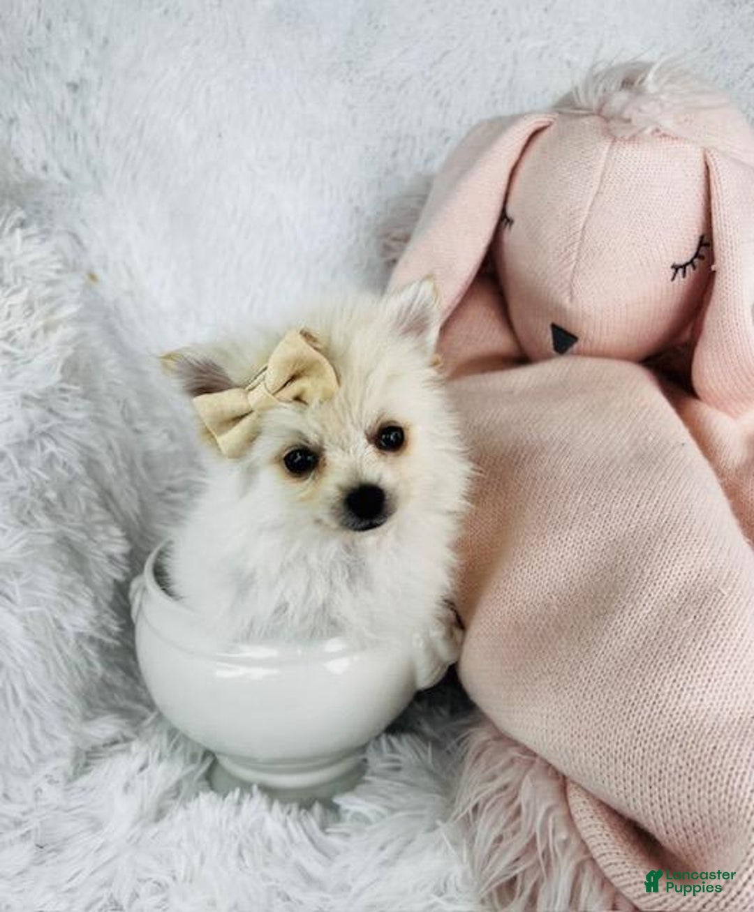 Pomeranian dogs for sale: Princess - Image 1