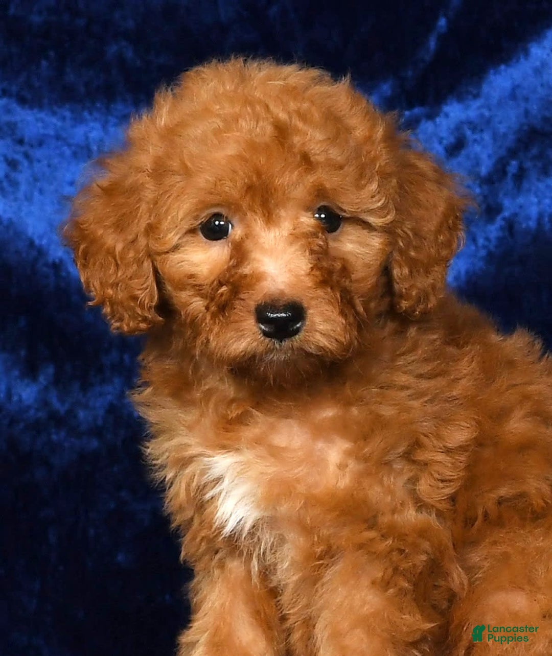Mini Goldendoodle dogs for sale: Dolly - Image 3
