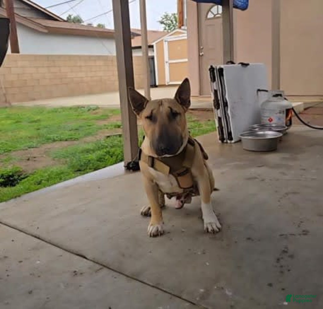 Bull Terrier dogs for sale: Skye - Image 6