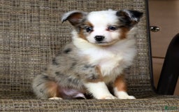  dogs for sale: Frisky - Image 3
