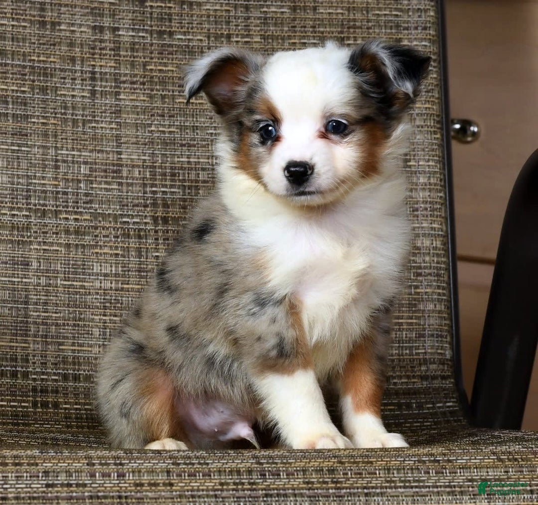  dogs for sale: Frisky - Image 3