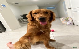Golden Retriever dogs for sale: Olive - Image 2