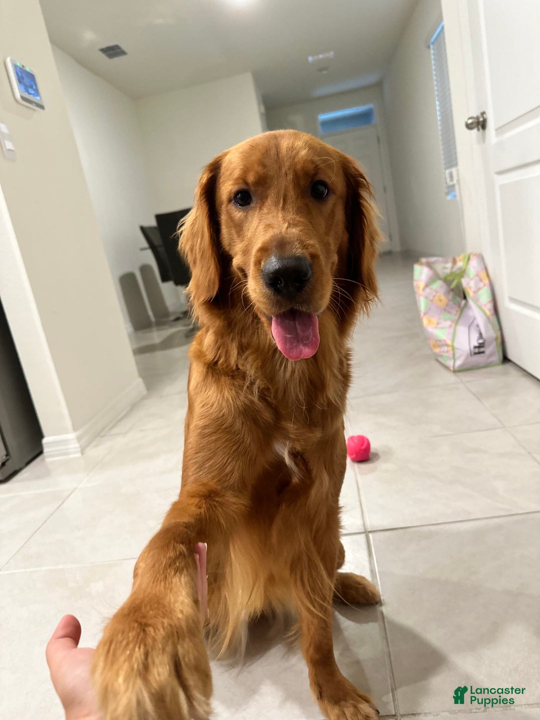 Golden Retriever dogs for sale: Olive - Image 2