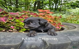 Labradoodle dogs for sale: Gracie - Image 8