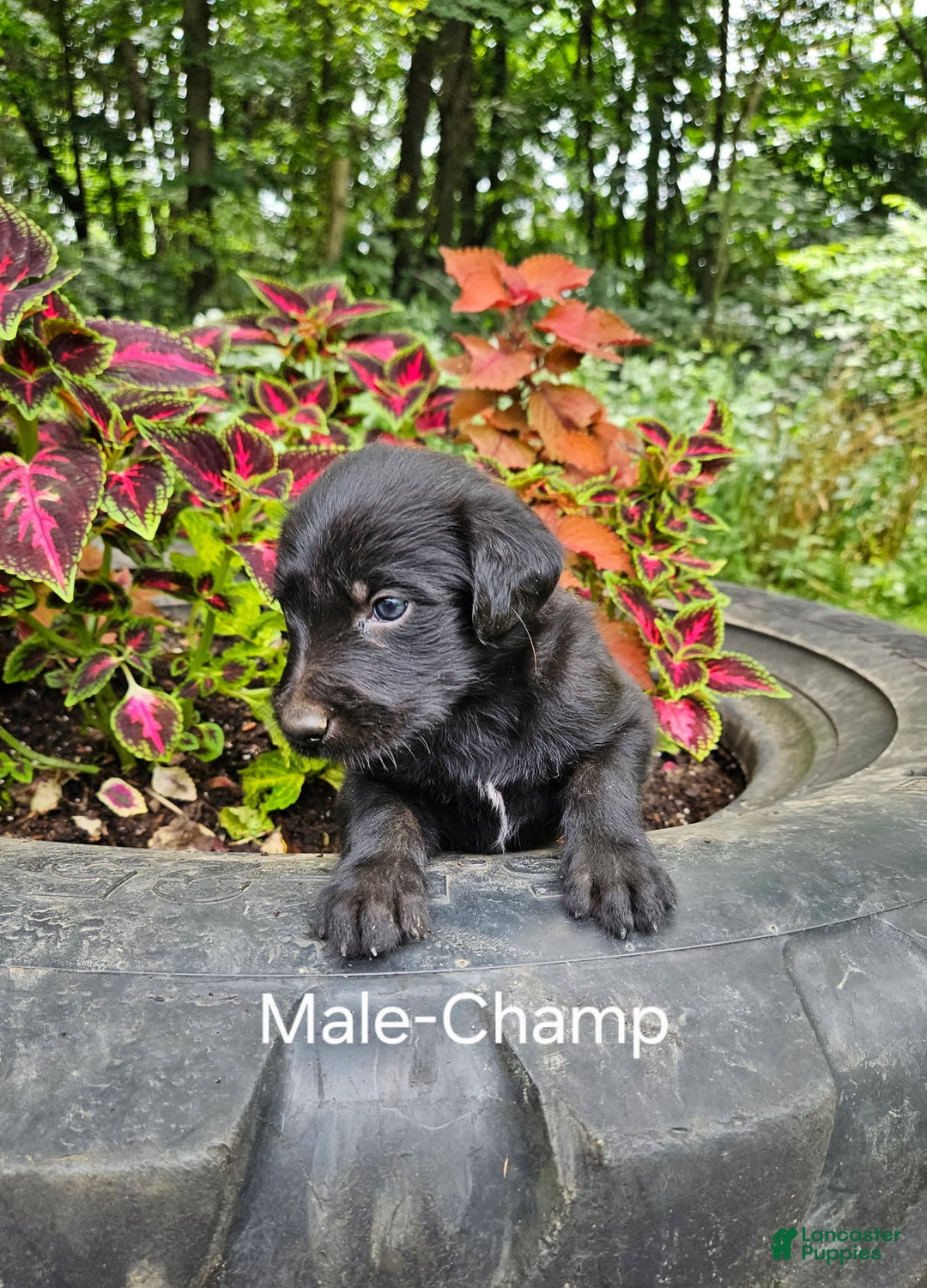 Labradoodle dogs for sale: Gracie - Image 8
