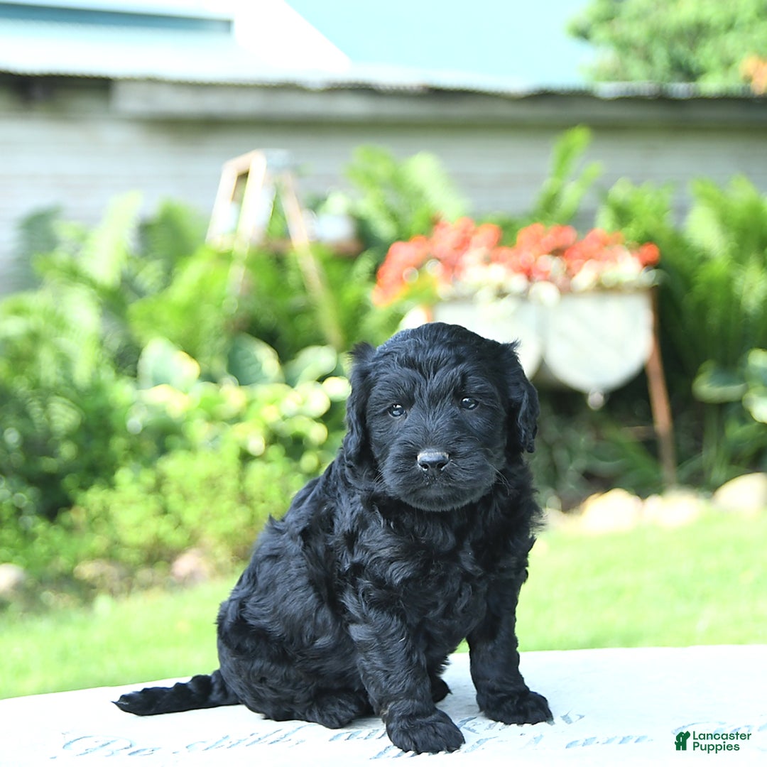 Mini Goldendoodle dogs for sale: Archie - Image 3