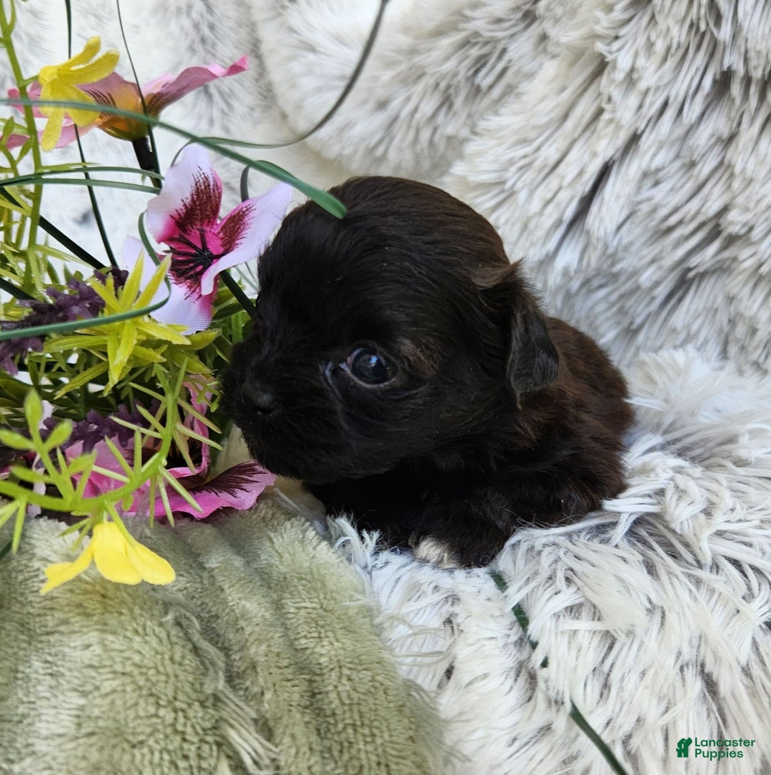 Shihpoo dogs for sale: Buttons - Image 3