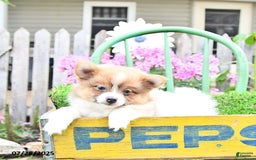Pomeranian dogs for sale: Celia - Image 5