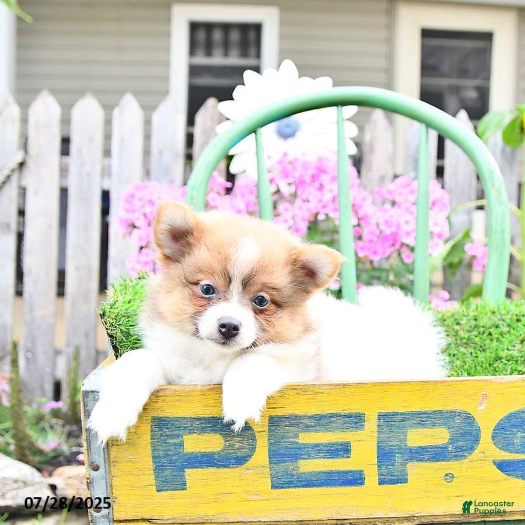 Pomeranian dogs for sale: Celia - Image 5