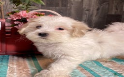 Havanese dogs for sale: Hugo - Image 2