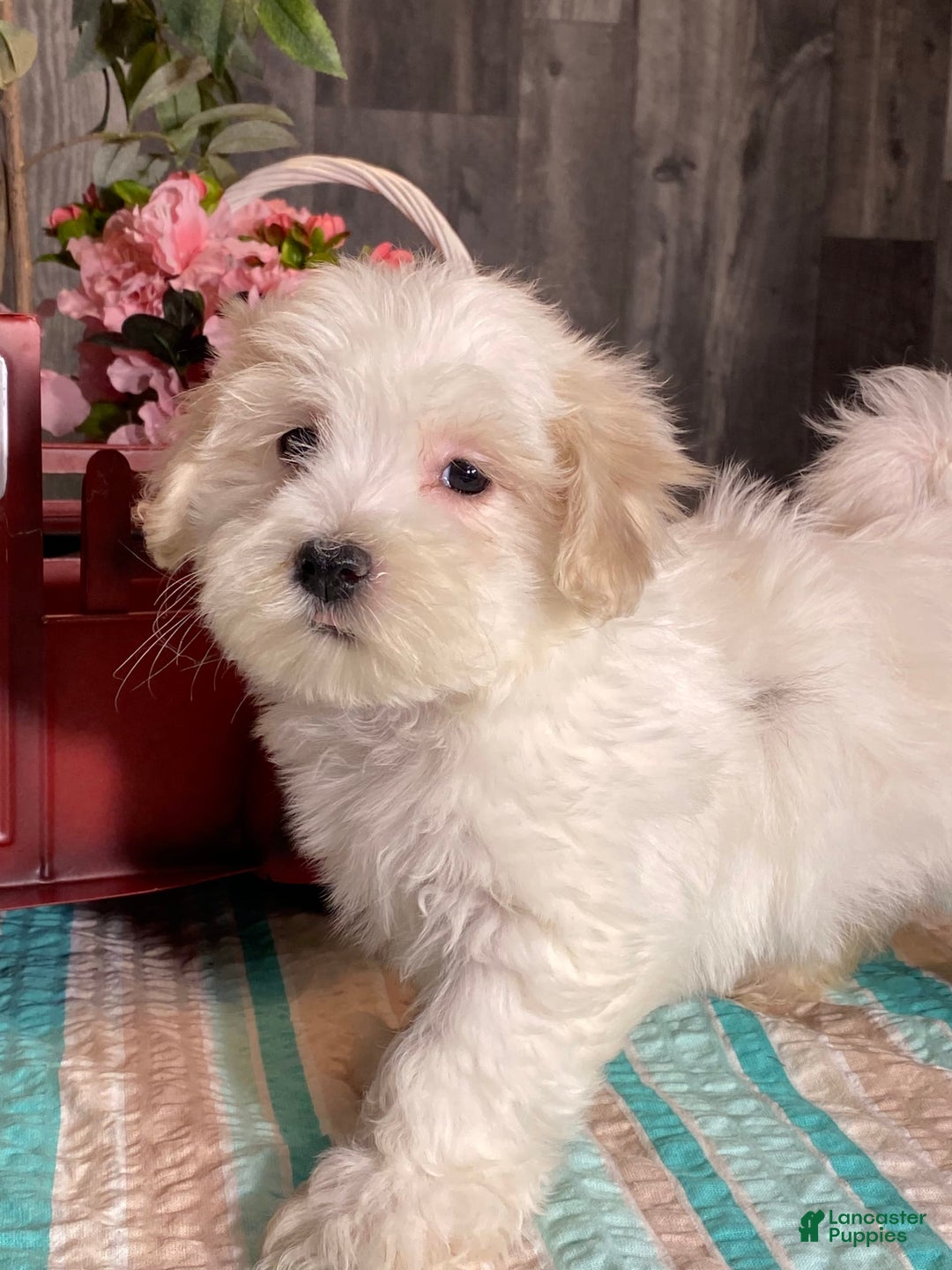 Havanese dogs for sale: Hugo - Image 2