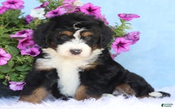 Mini Bernedoodle dogs for sale: Teddy - Image 4