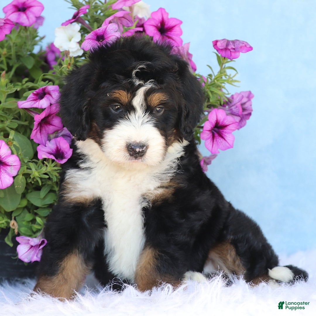 Mini Bernedoodle dogs for sale: Teddy - Image 4