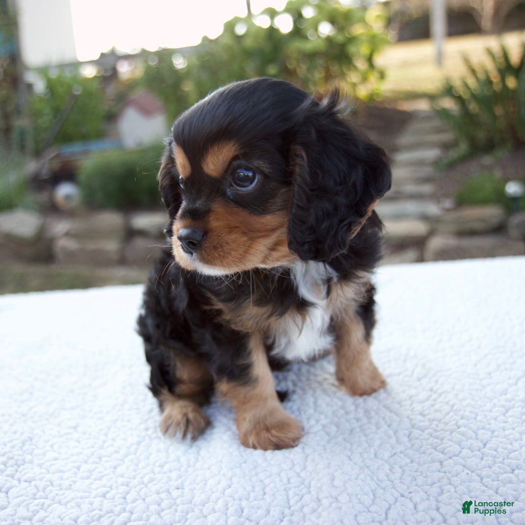 Cavalier King Charles Spaniel dogs for sale: Cooper - Image 9