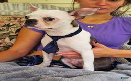 Boston Terrier dogs for sale: Nolan - Image 10