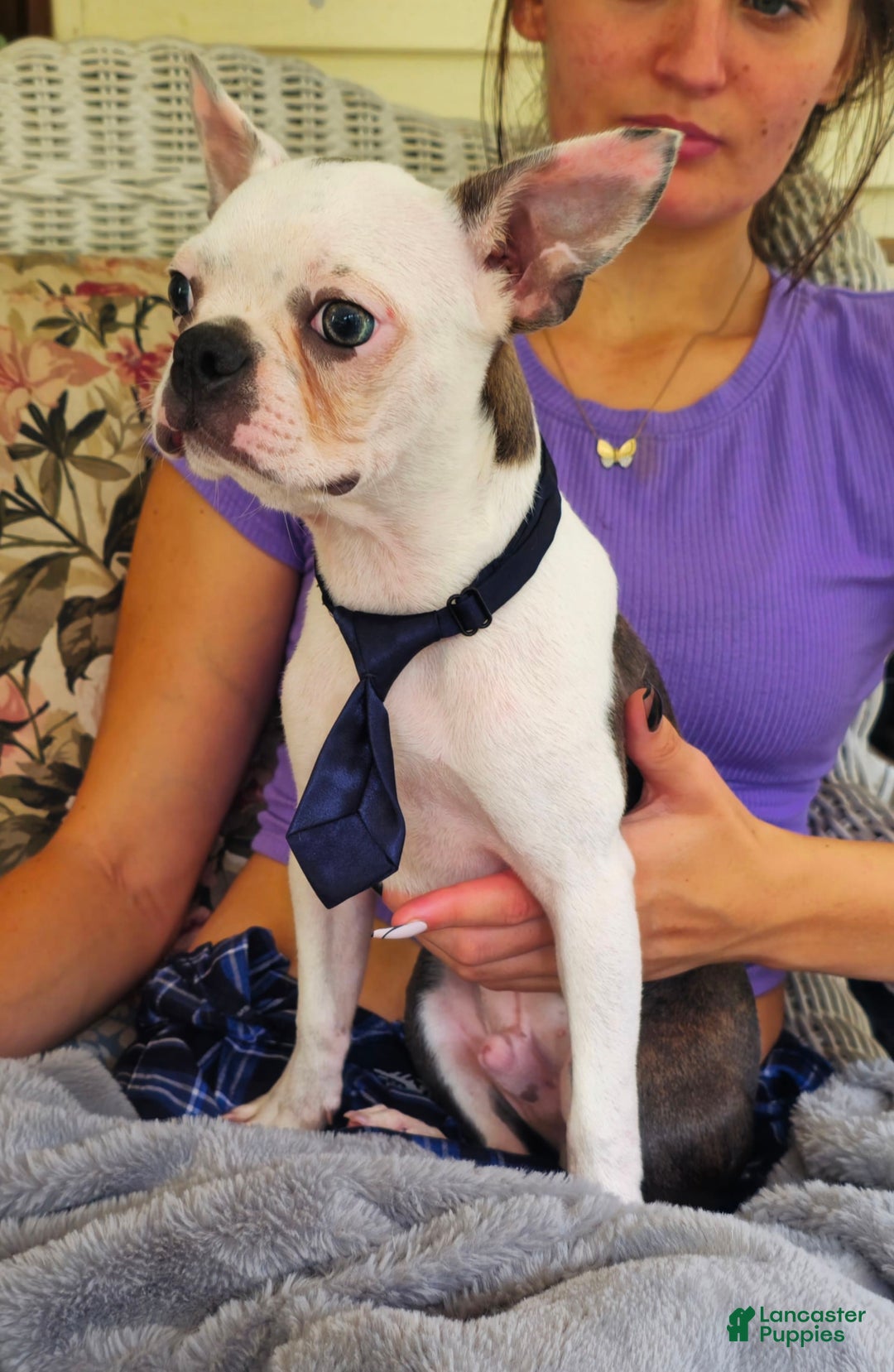 Boston Terrier dogs for sale: Nolan - Image 10
