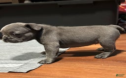 French Bulldog dogs for sale: Ginger - Image 6