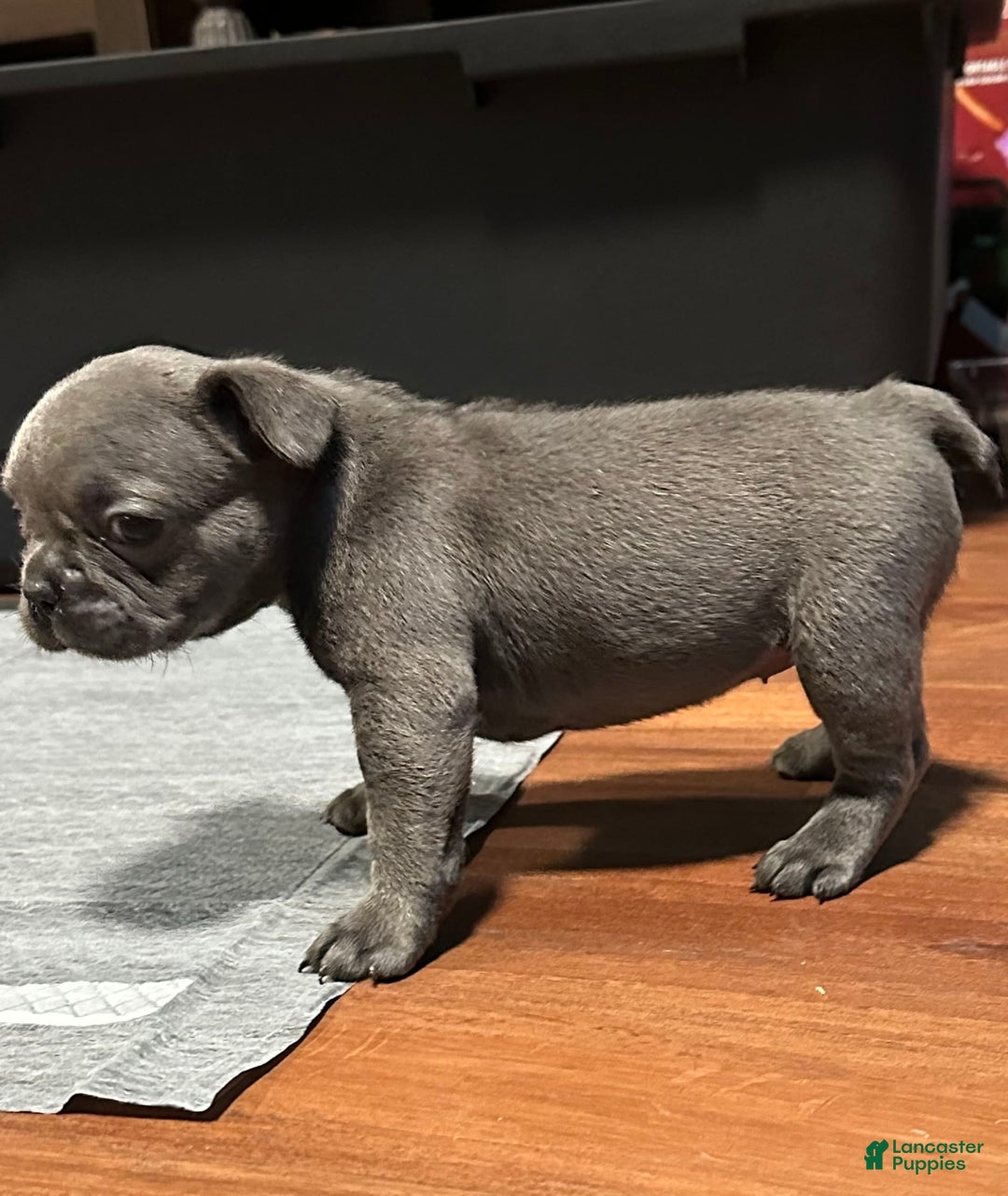 French Bulldog dogs for sale: Ginger - Image 6