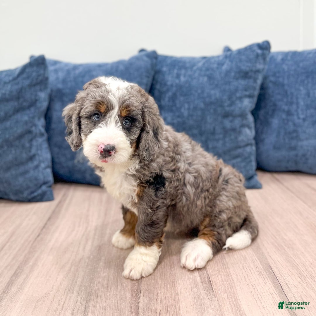 Mini Bernedoodle dogs for sale: Ringo - Image 3