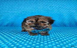 Shih Tzu dogs for sale: Koda - Image 5