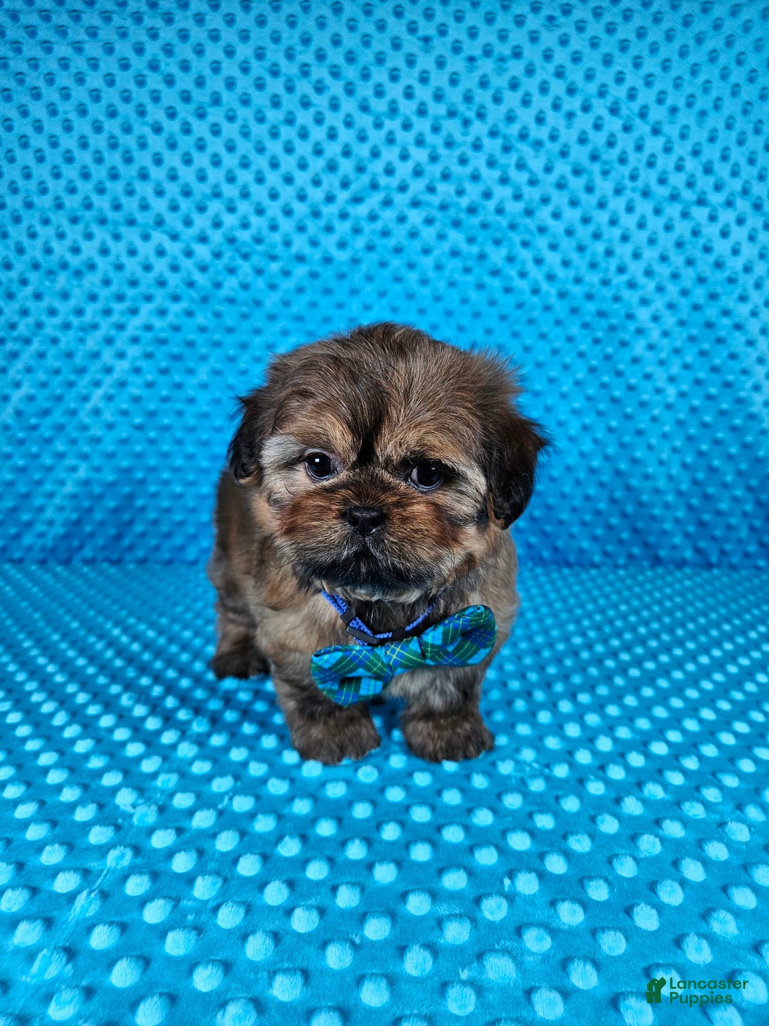 Shih Tzu dogs for sale: Koda - Image 5