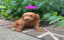 Mini Goldendoodle dogs for sale: Pierce - Image 2