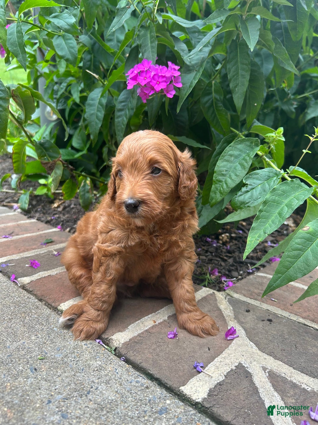 Mini Goldendoodle dogs for sale: Pierce - Image 2