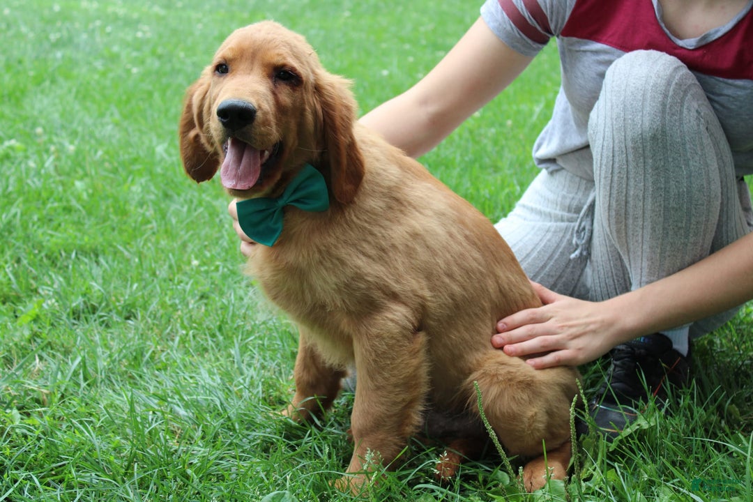 Golden Retriever dogs for sale: Gunther - Image 12