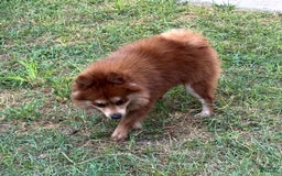 Pomeranian dogs for sale: Winston - Image 6