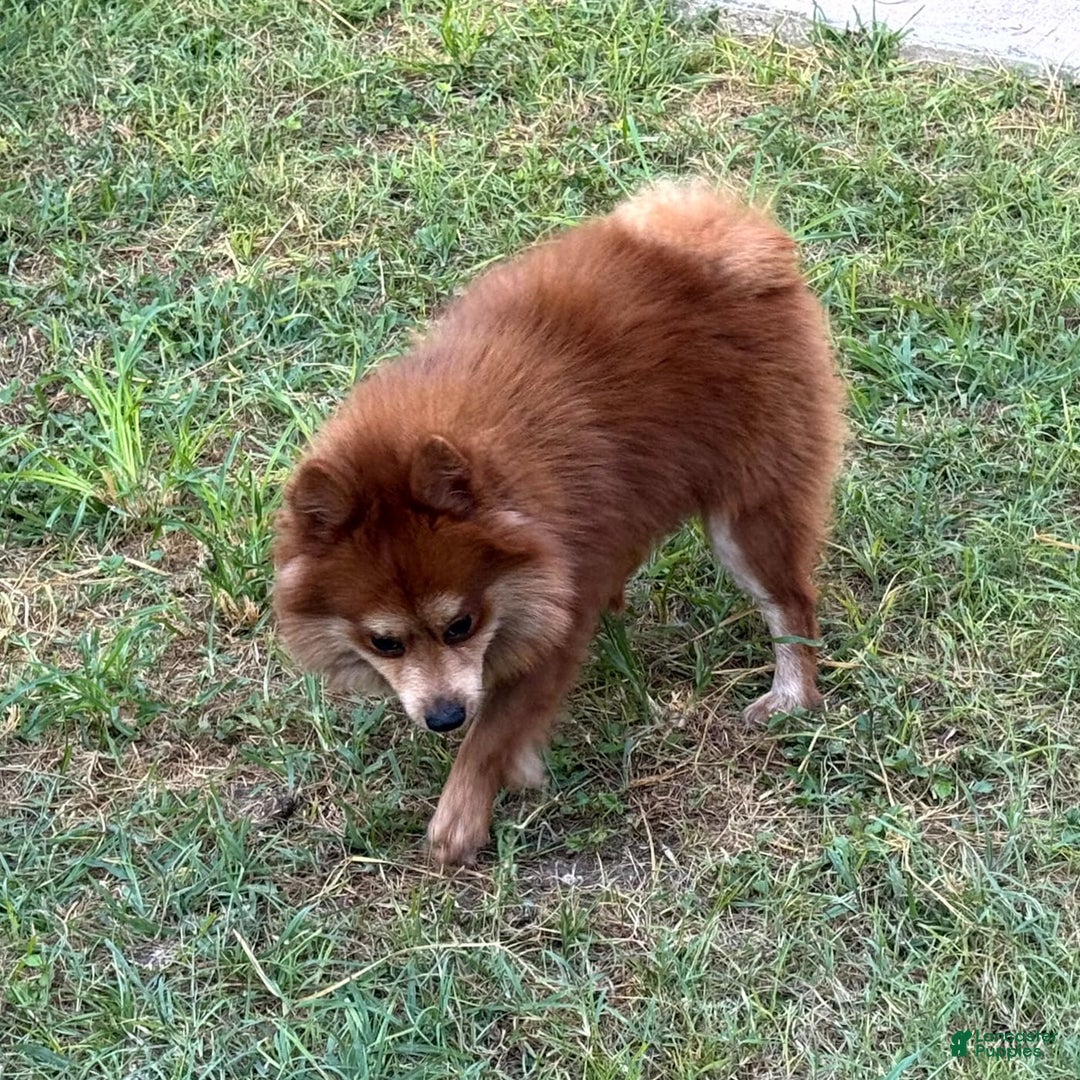 Pomeranian dogs for sale: Winston - Image 6