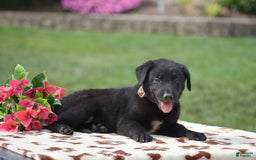 German Shepherd dogs for sale: Abby - Image 5