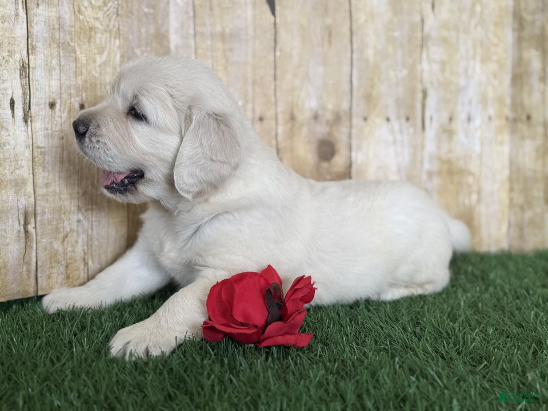 Golden Retriever dogs for sale: Chevelle - Image 10