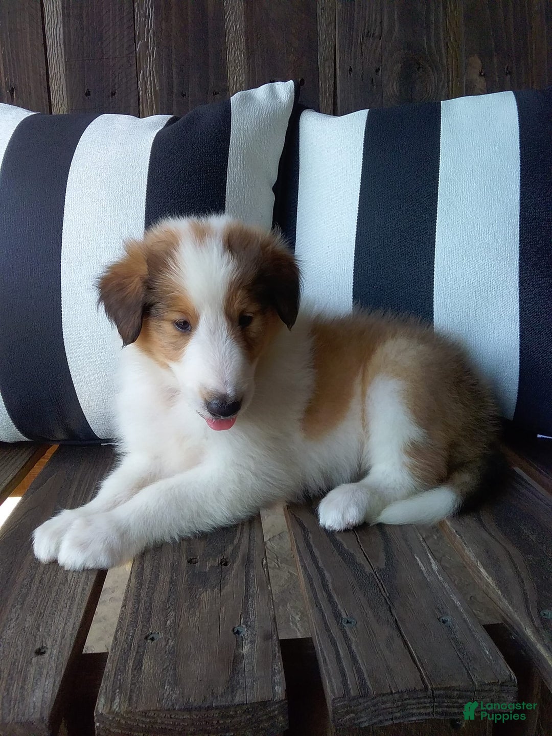 Collie dogs for sale: Bandit - Image 5