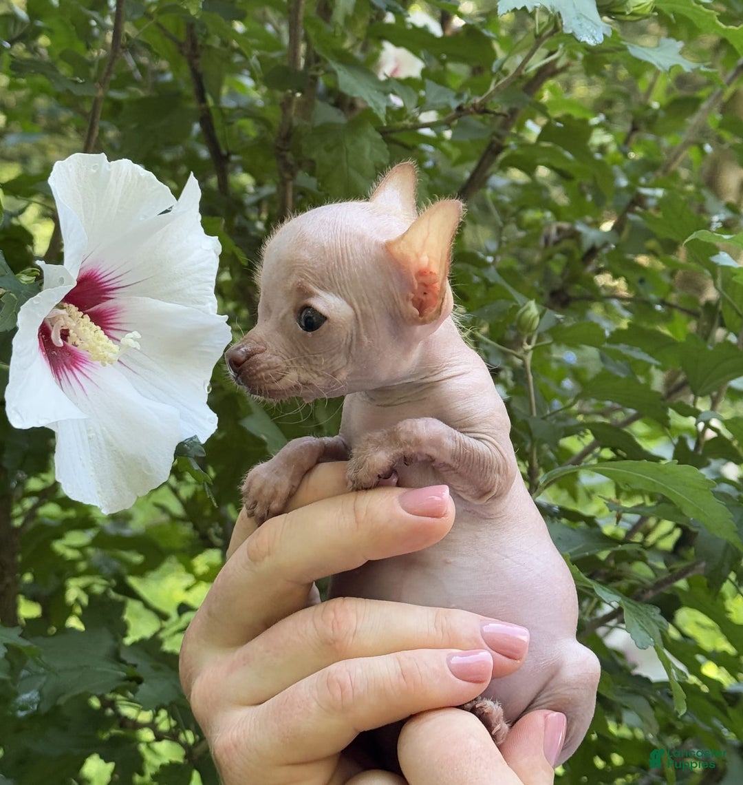 Chihuahua dogs for sale: Trumpette - Image 16